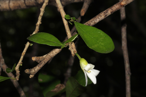 Carpolobia goetzei — photo