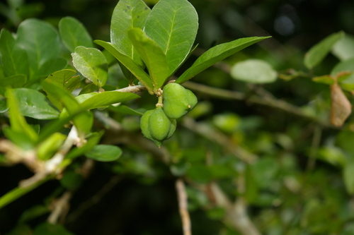 Carpolobia goetzei