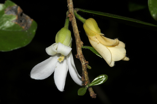 Carpolobia goetzei — photo