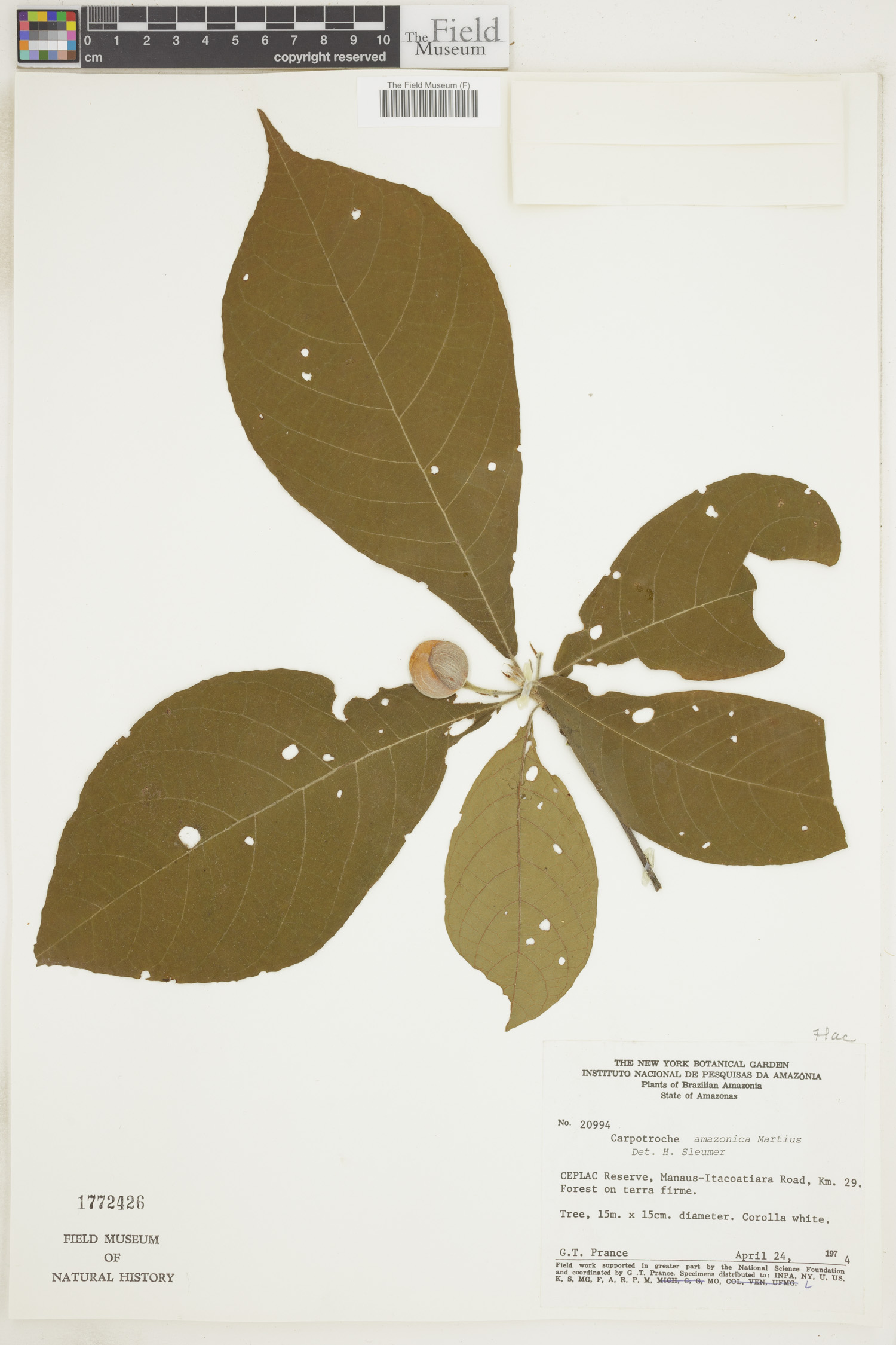 Carpotroche amazonica — photo