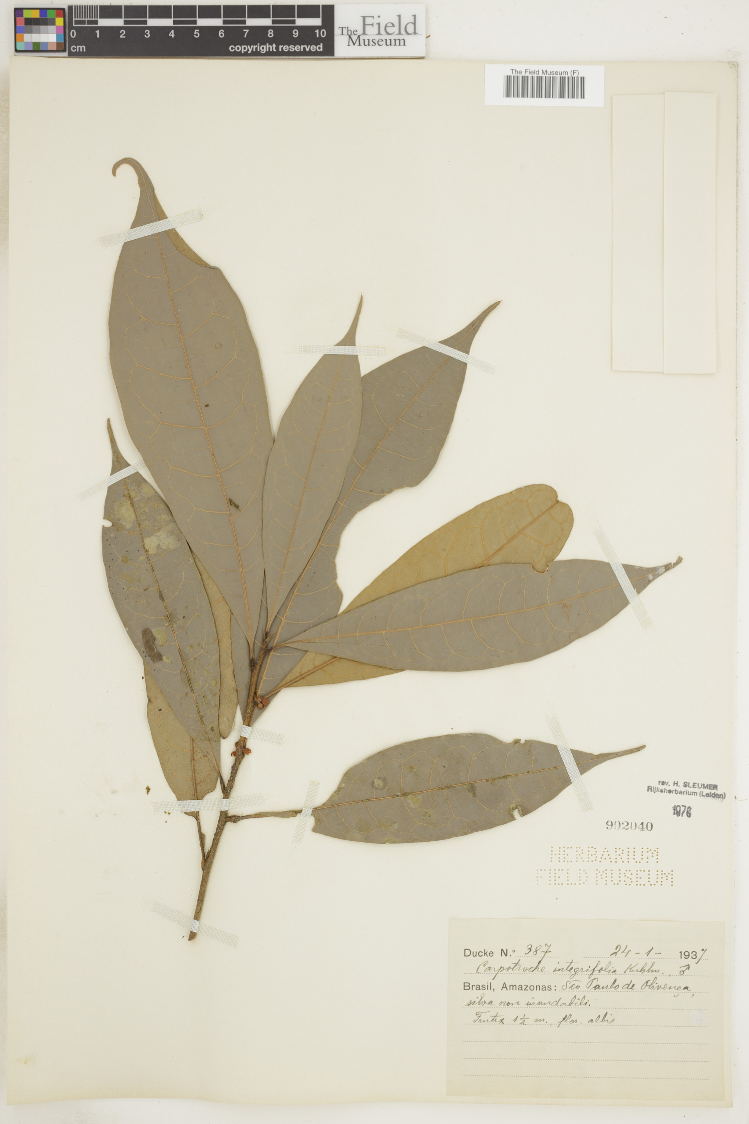 Carpotroche integrifolia — photo