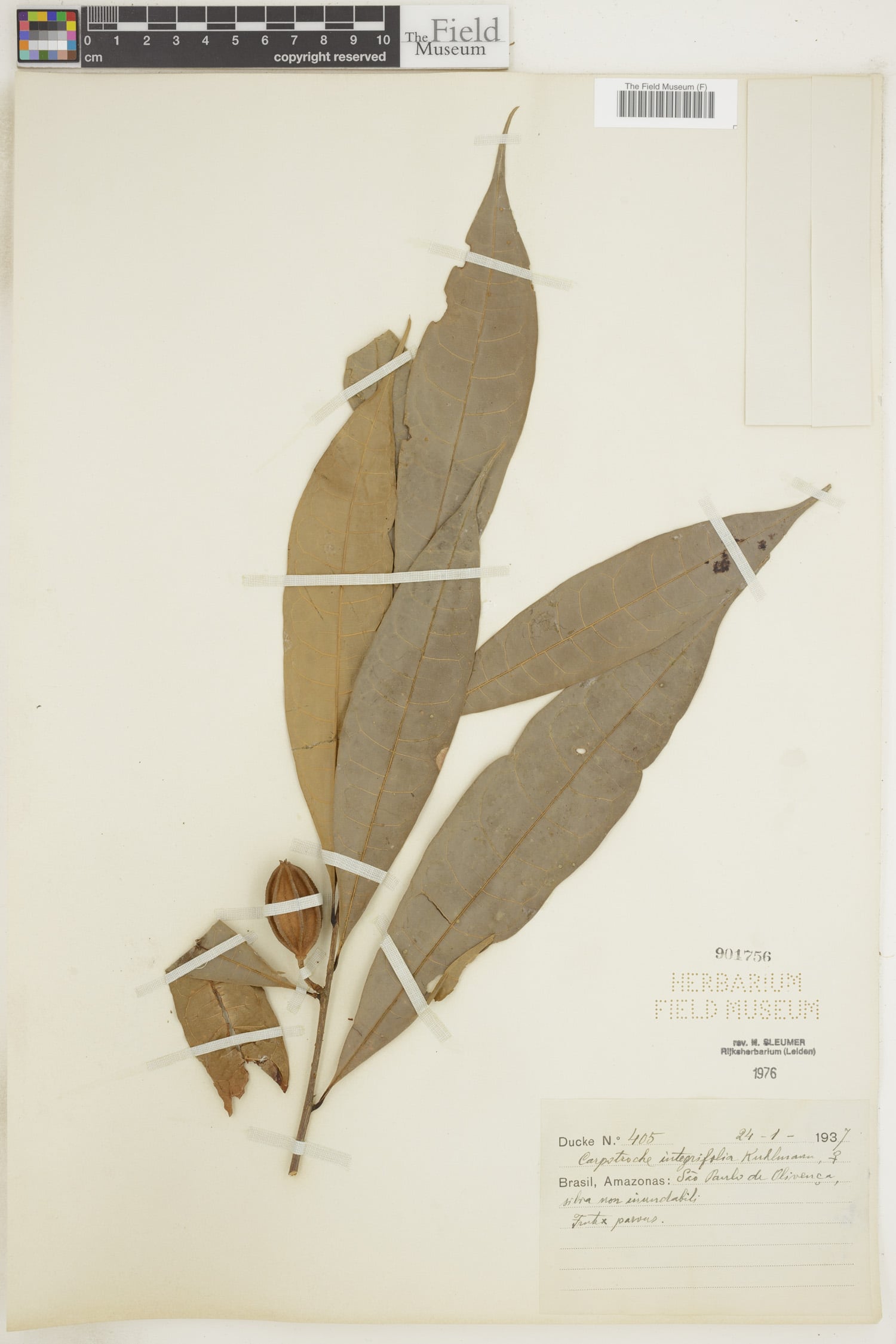 Carpotroche integrifolia