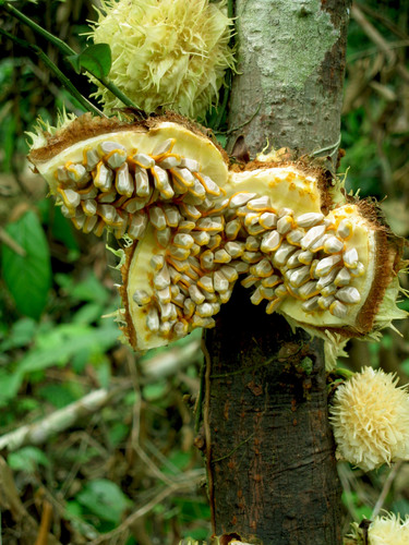 Carpotroche longifolia (Longleaf carpotroche) — photo