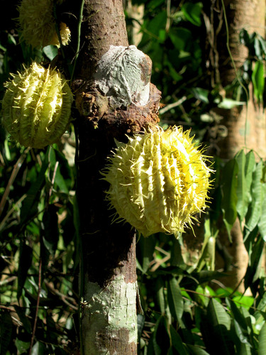 Carpotroche longifolia (Longleaf carpotroche) — photo