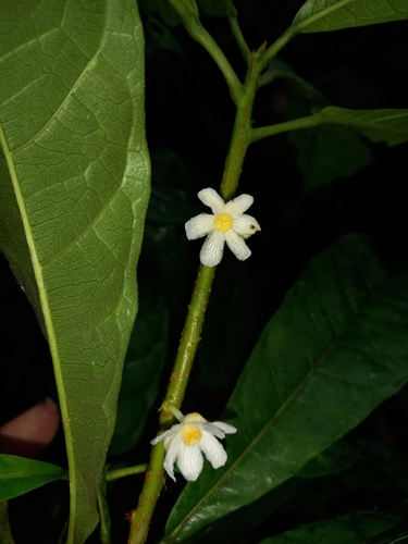 Carpotroche surinamensis — photo