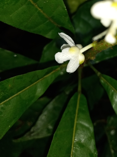 Carpotroche surinamensis — photo