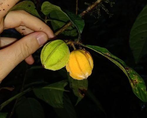 Carpotroche surinamensis