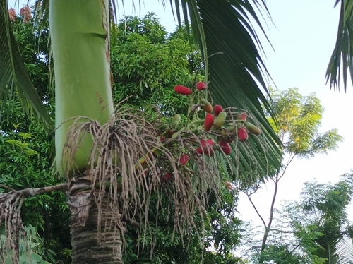 Carpoxylon macrospermum (Carpoxylon palm) — photo