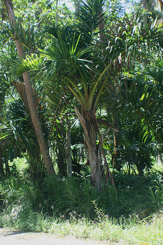 Carpoxylon macrospermum (Carpoxylon palm) — photo