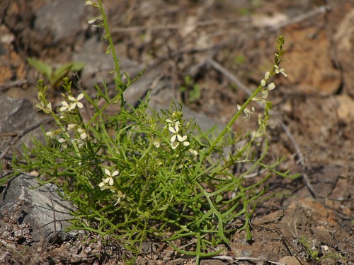 Carrichtera annua (Cress rocket) — photo