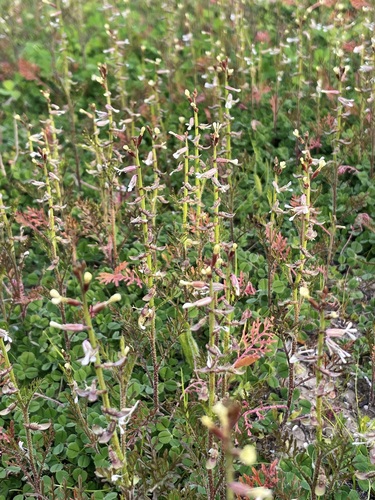 Carrichtera annua (Cress rocket) — photo