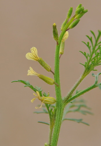 Carrichtera annua