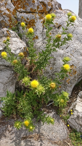 Carthamus arborescens — photo
