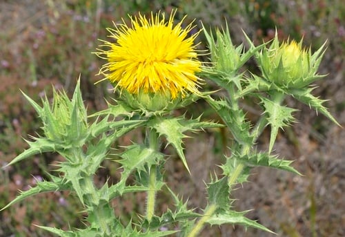 Carthamus arborescens