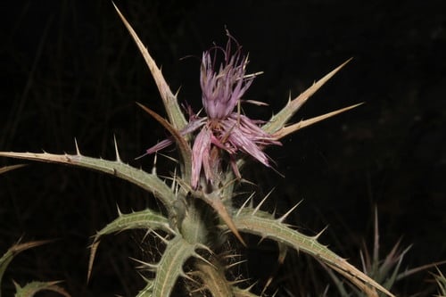 Carthamus dentatus