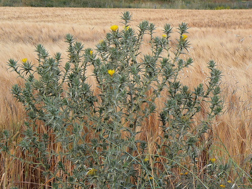 Carthamus lanatus (Saffron thistle) — photo