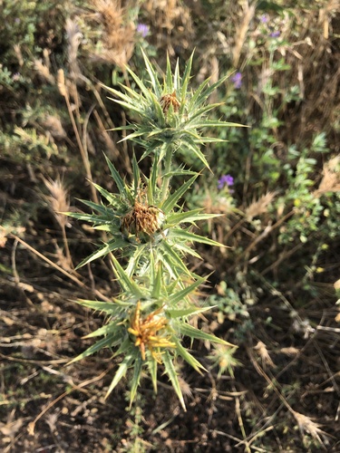 Carthamus lanatus (Saffron thistle) — photo