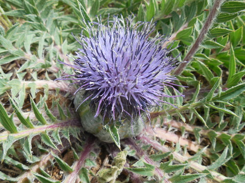 Carthamus pinnatus — photo