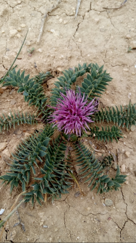 Carthamus pinnatus