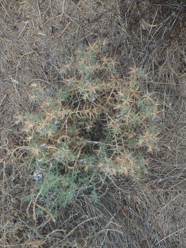Carthamus tenuis (Safflower) — photo
