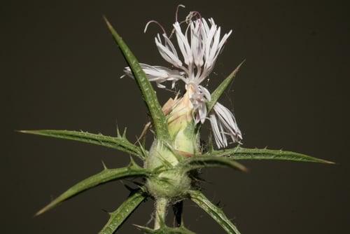 Carthamus tenuis