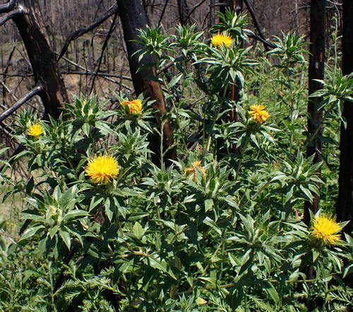 Carthamus tinctorius (Safflower) — photo