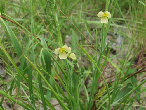 Cartonema parviflorum