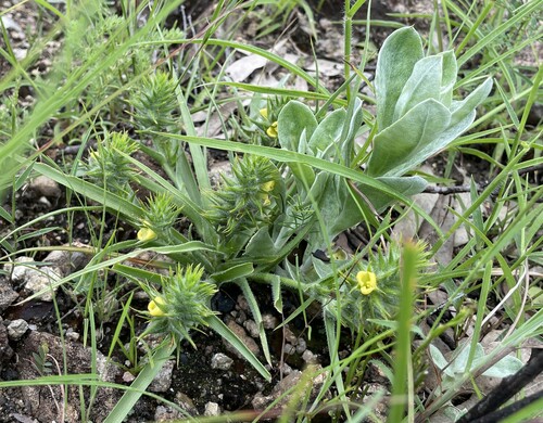Cartonema spicatum — photo