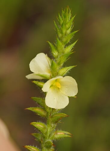 Cartonema spicatum