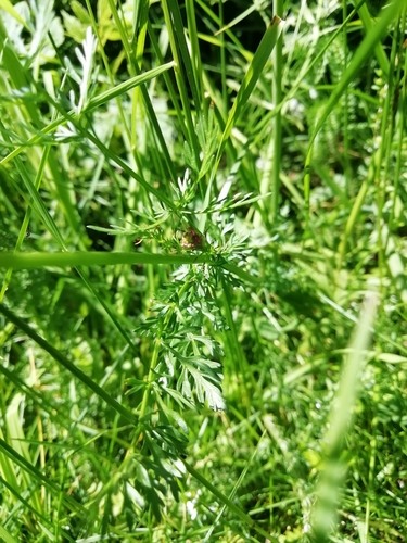 Carum carvi (Caraway) — photo