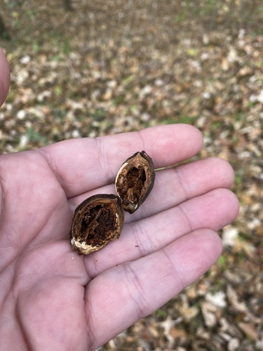Carya aquatica (Water hickory) — photo