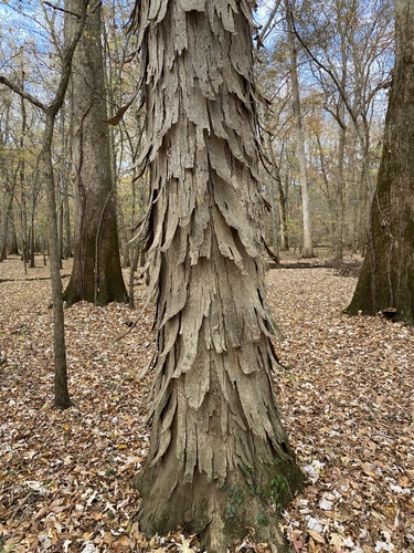 Carya aquatica (Water hickory) — photo