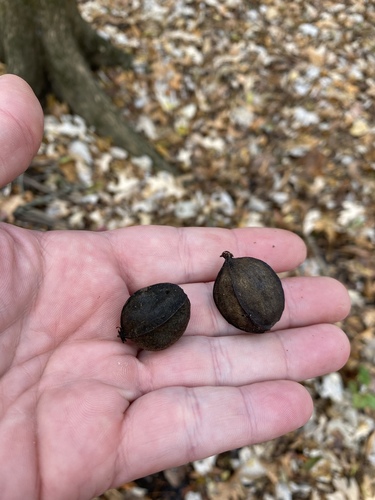 Carya aquatica