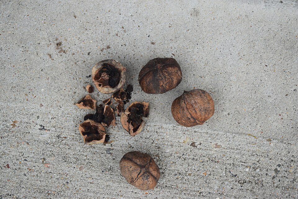 Carya buckleyi — photo