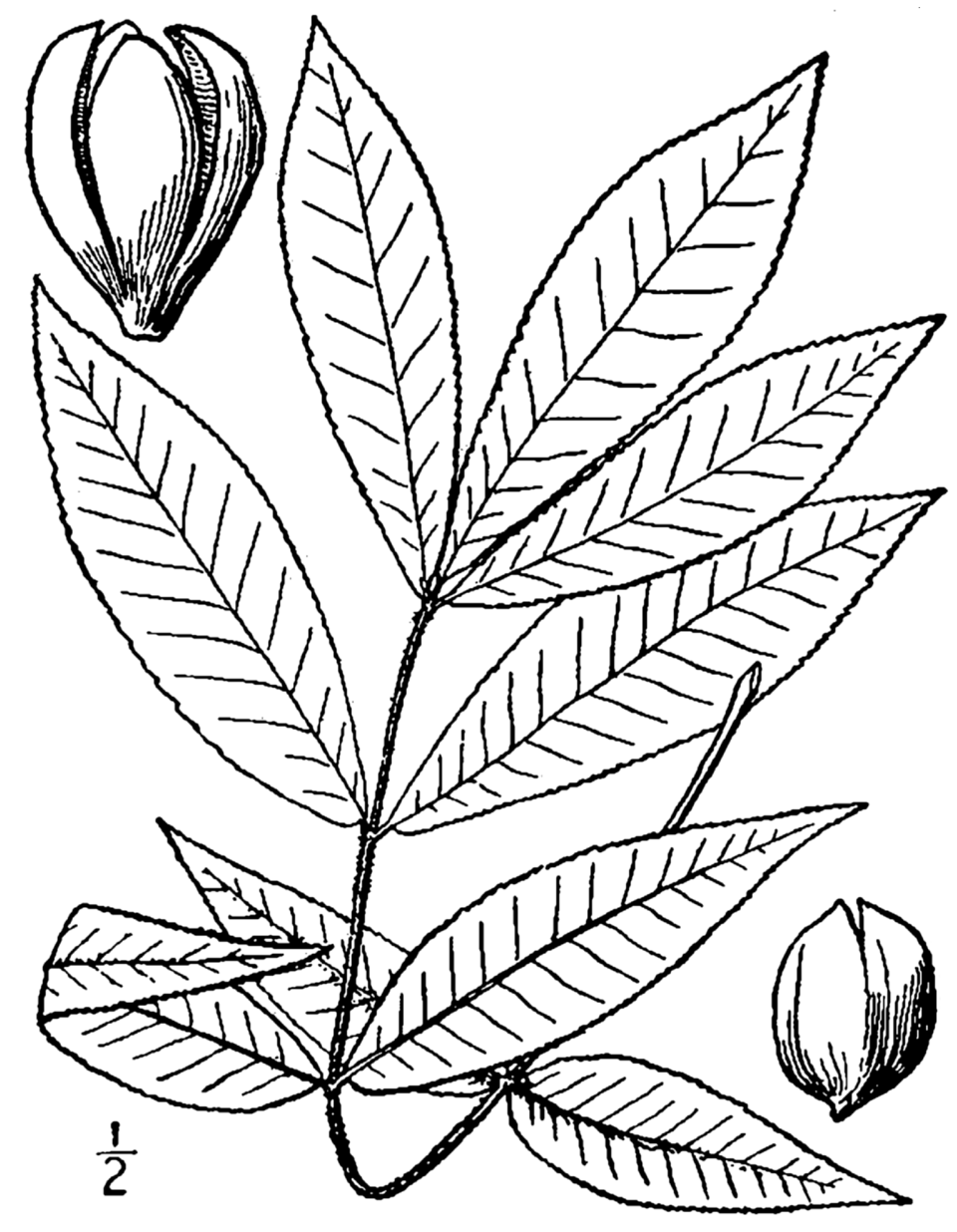 Carya buckleyi