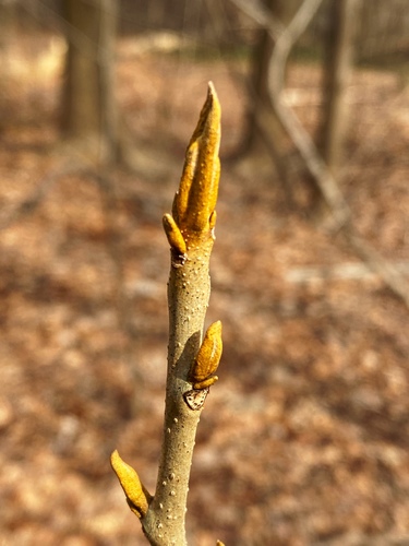 Carya cordiformis (Bitternut) — photo
