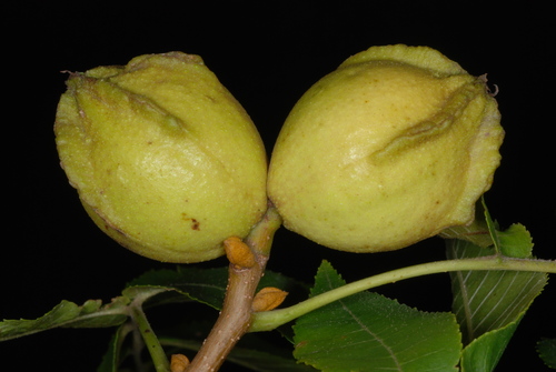 Carya cordiformis (Bitternut) — photo