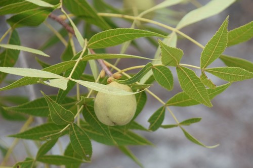 Carya floridana (Scrub hickory) — photo
