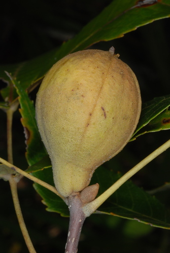 Carya floridana (Scrub hickory) — photo