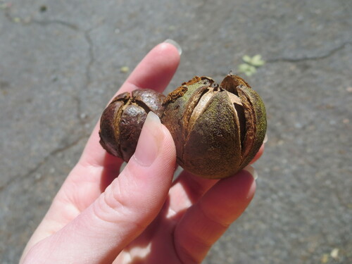 Carya glabra (Pignut) — photo