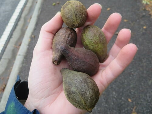 Carya glabra (Pignut) — photo