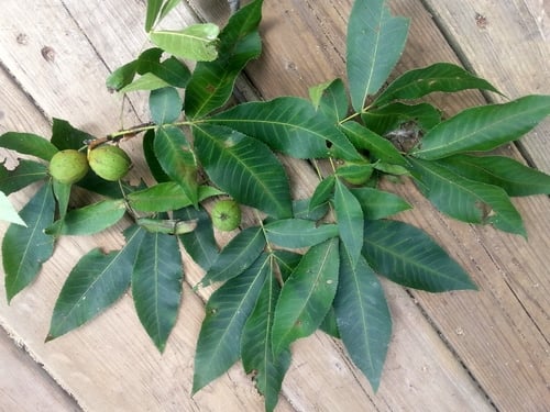Carya glabra var. odorata (Sweet pignut) — photo