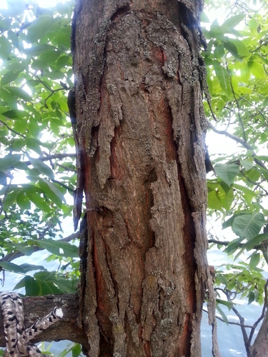 Carya glabra var. odorata (Sweet pignut) — photo