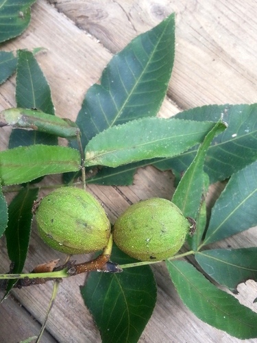 Carya glabra var. odorata