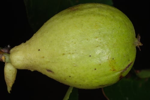 Carya glabra