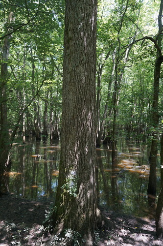Carya illinoinensis (Pecan) — photo