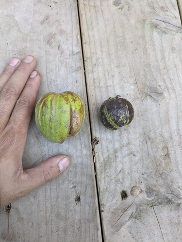 Carya laciniosa (Big Shellbark hickory) — photo
