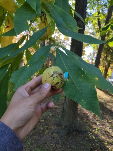 Carya laciniosa (Big Shellbark hickory) — photo