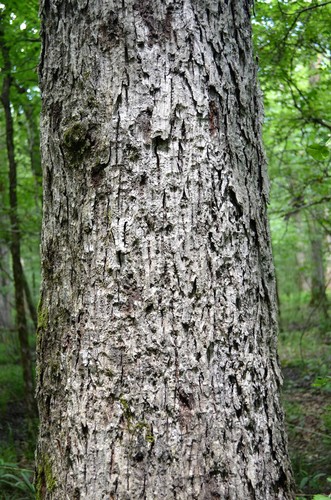 Carya myristiciformis (Nutmeg hickory) — photo