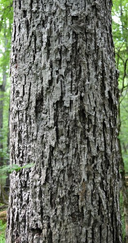 Carya myristiciformis (Nutmeg hickory) — photo